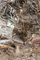 Sedum cymatopetalum