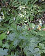 Parasenecio delphiniphyllus