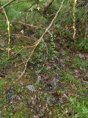 Galium palustre palustre