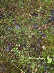 Galium palustre palustre