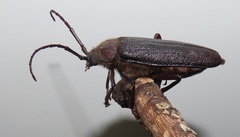 Erioderus intermedius