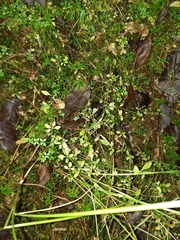 Galium palustre palustre