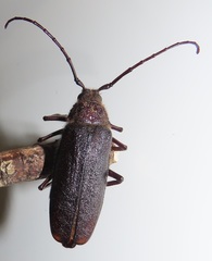 Erioderus intermedius