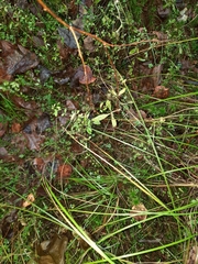Galium palustre palustre