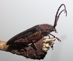 Erioderus intermedius