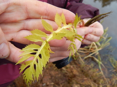 Rorippa amphibia