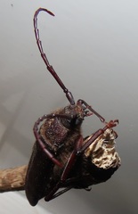 Erioderus intermedius