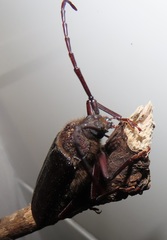 Erioderus intermedius