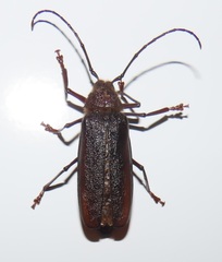Erioderus intermedius