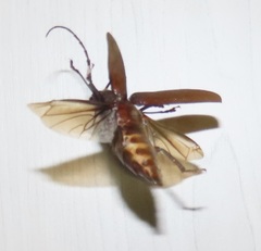 Erioderus intermedius