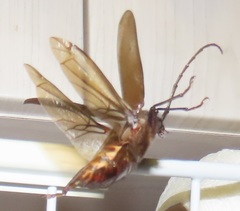 Erioderus intermedius