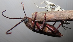 Erioderus intermedius