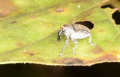 Peridinetus irroratus