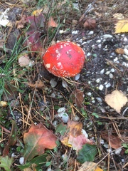 Amanita muscaria