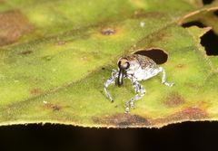 Peridinetus irroratus