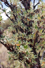 Polylepis tomentella