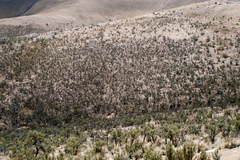 Polylepis tomentella