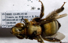 Anthophora atricilla