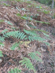 Pteridium tauricum