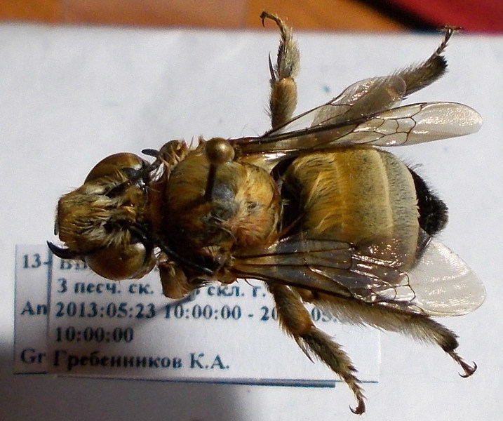 Anthophora atricilla