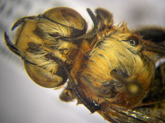 Anthophora atricilla