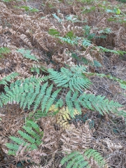 Pteridium tauricum