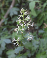 Parasenecio delphiniphyllus