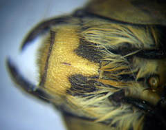 Anthophora atricilla