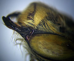 Anthophora atricilla