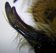 Anthophora atricilla