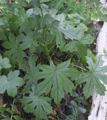 Parasenecio delphiniphyllus