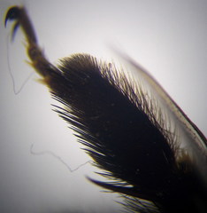 Anthophora atricilla