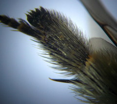 Anthophora atricilla