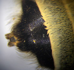 Anthophora atricilla