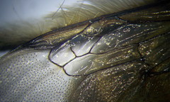 Anthophora atricilla