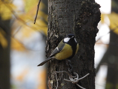 Parus major