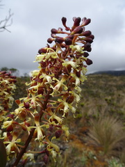 Epidendrum cylindraceum