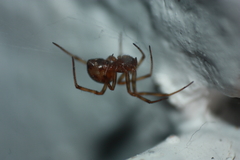 Steatoda triangulosa