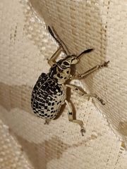 Cydianerus latruncularius