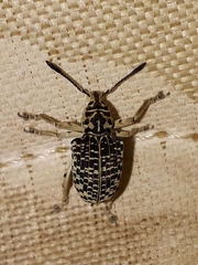 Cydianerus latruncularius