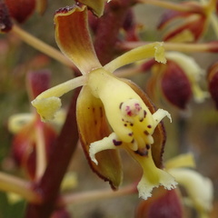 Epidendrum cylindraceum