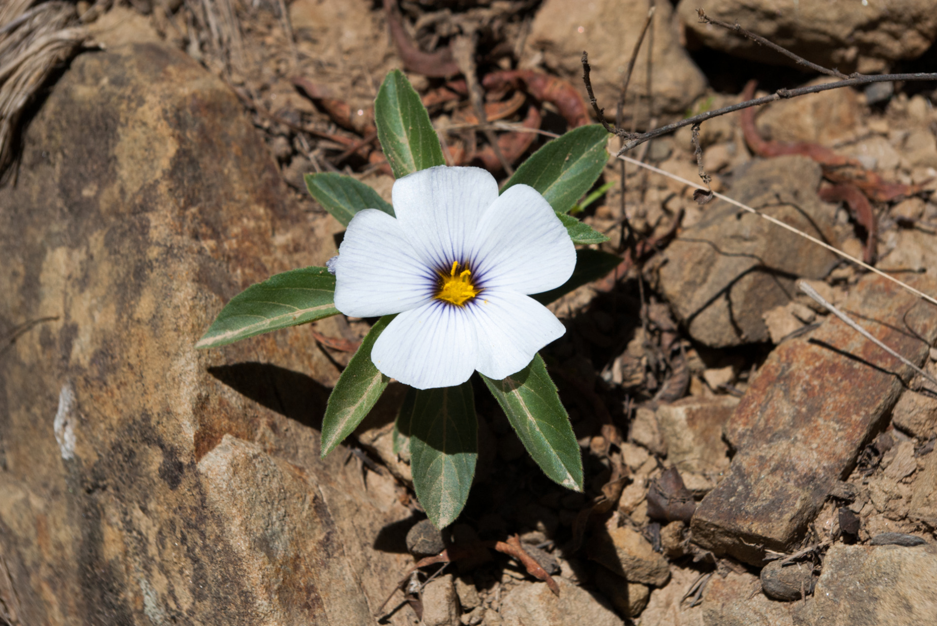 Turnera