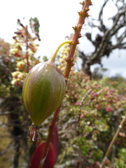 Epidendrum cylindraceum