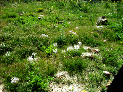 Lapeirousia pyramidalis