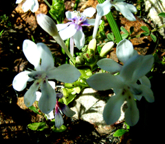 Lapeirousia pyramidalis