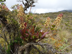Epidendrum cylindraceum