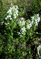 Lapeirousia pyramidalis