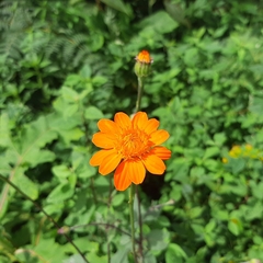 Comaclinium montanum