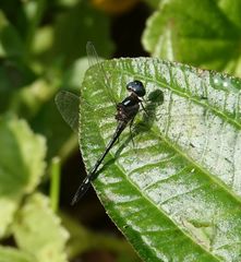 Macrothemis hemichlora
