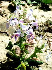 Lapeirousia pyramidalis